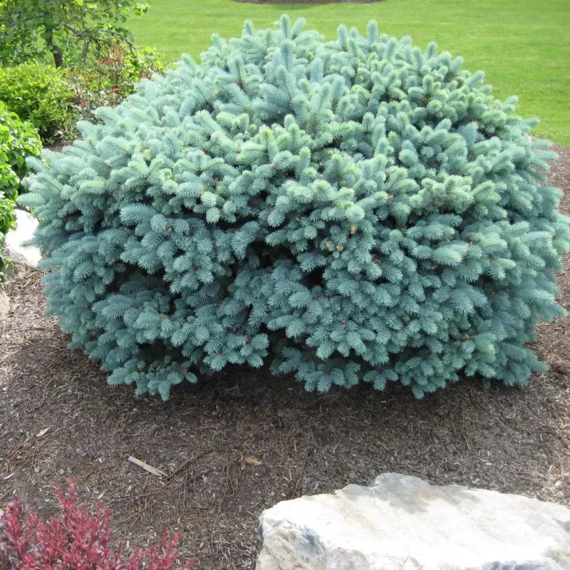 ГЛАУКА ГЛОБОЗА (ель колючая)1 литр