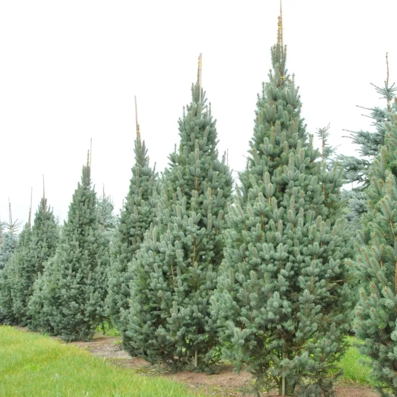 ИЗЕЛИ ФАСТИГИАТА (ель колючая)1 литр