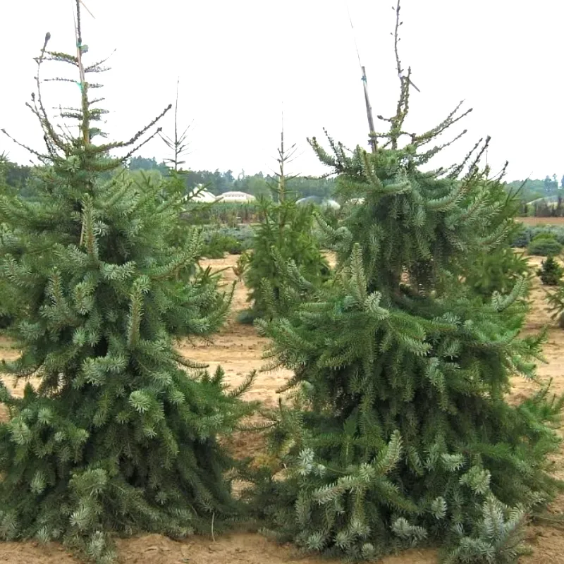 ПЕНДУЛА (ель сербская)1 литр