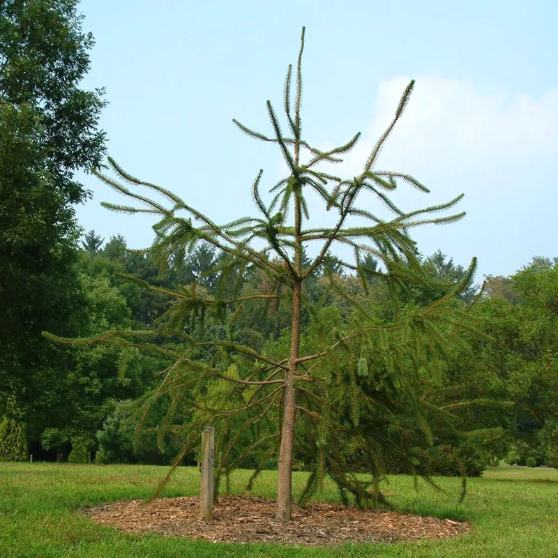 ВИРГАТА (ель обыкновенная)1 литр