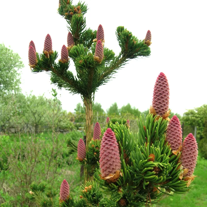 ЛАКИ СТРАЙК (ель обыкновенная) 1 литр