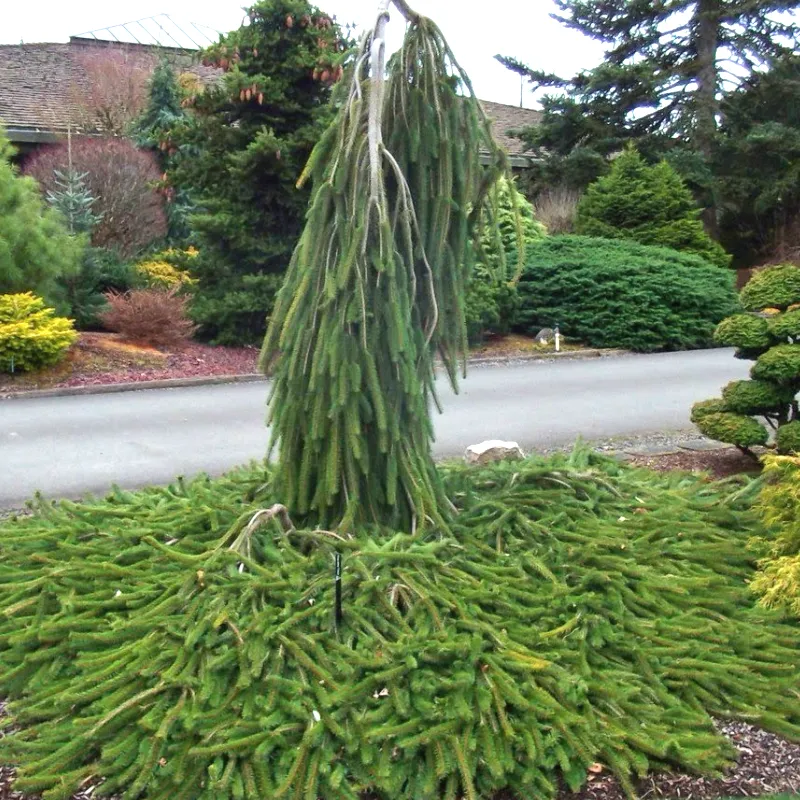 КОБРА (ель обыкновенная) 1 литр