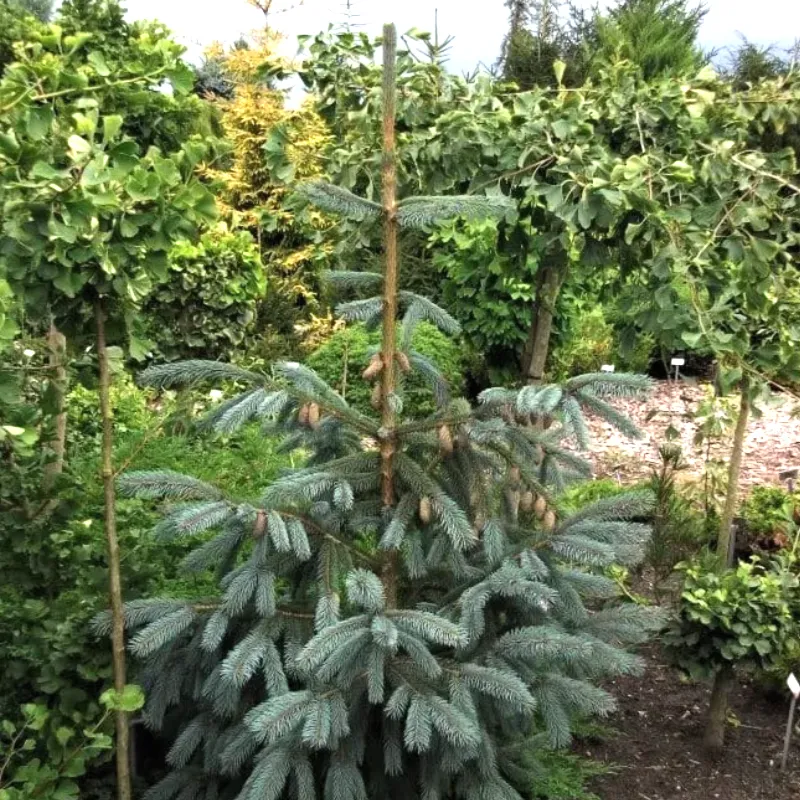 ПЕРВАНА (ель Энгельмана)1 литр