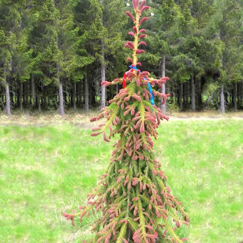 ПУНАПАУЛА (ель обыкновенная)1 литр