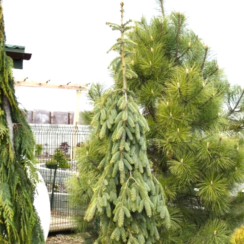 ПЕНДУЛА (ель Энгельмана)1 литр