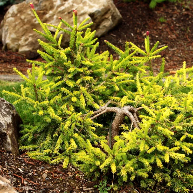 ДАНДИЛОН (ель обыкновенная)1 литр