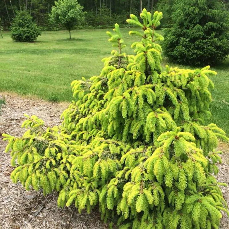 АКРОКОНА ГОЛДЕН (ель)1 литр