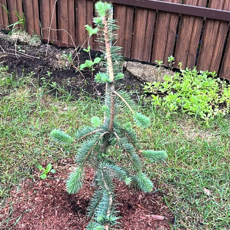 ПЕПО (ель колючая)1 литр