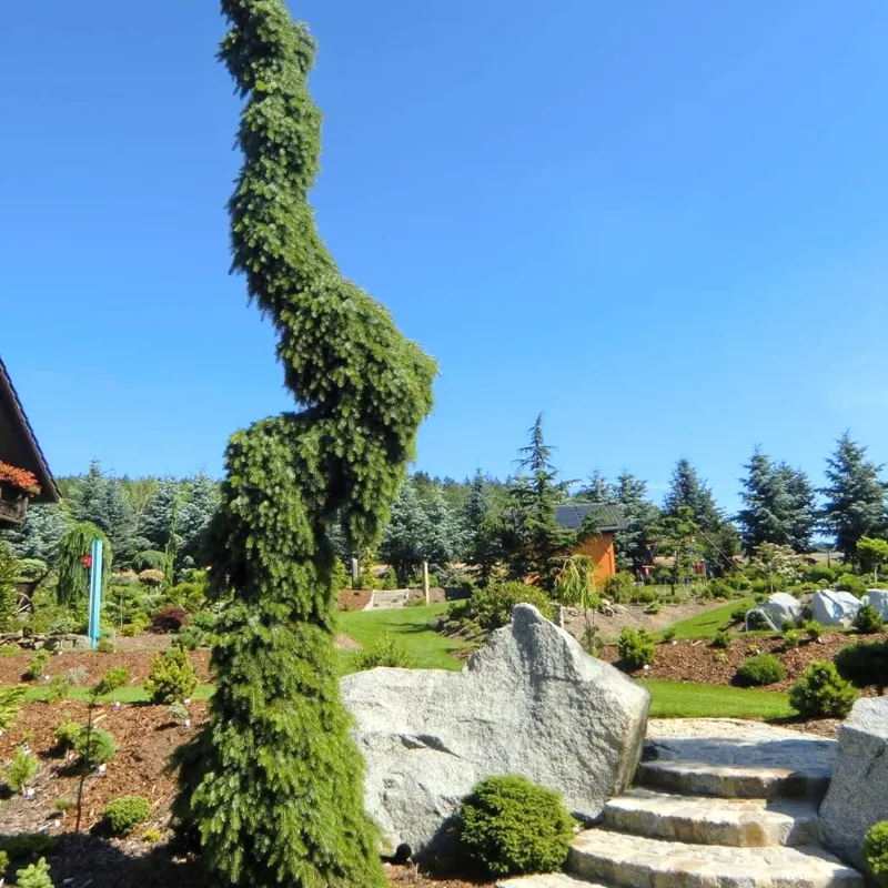 ПЕНДУЛА БРУНС (ель сербская)1 литр