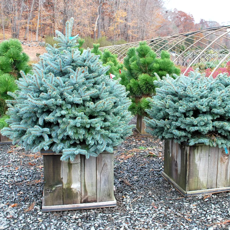 КОМПАКТА (ель колючая)1 литр