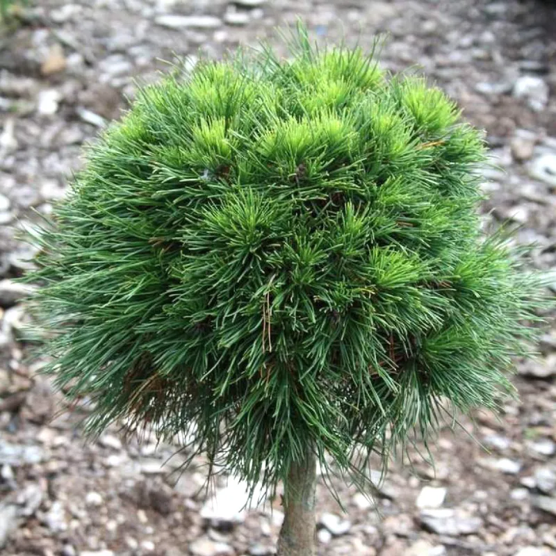 ВАРЕЛЛА (сосна горная)1 литр