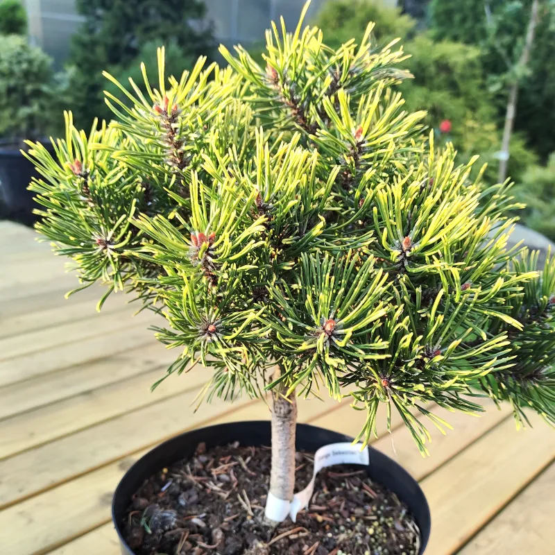 ОРАНЖ СЕБАСТИАН (сосна унцината)1 литр