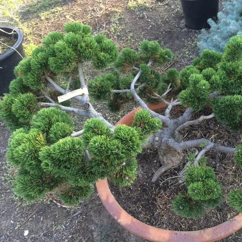 ЯКОБСЕН (сосна горная)1 литр