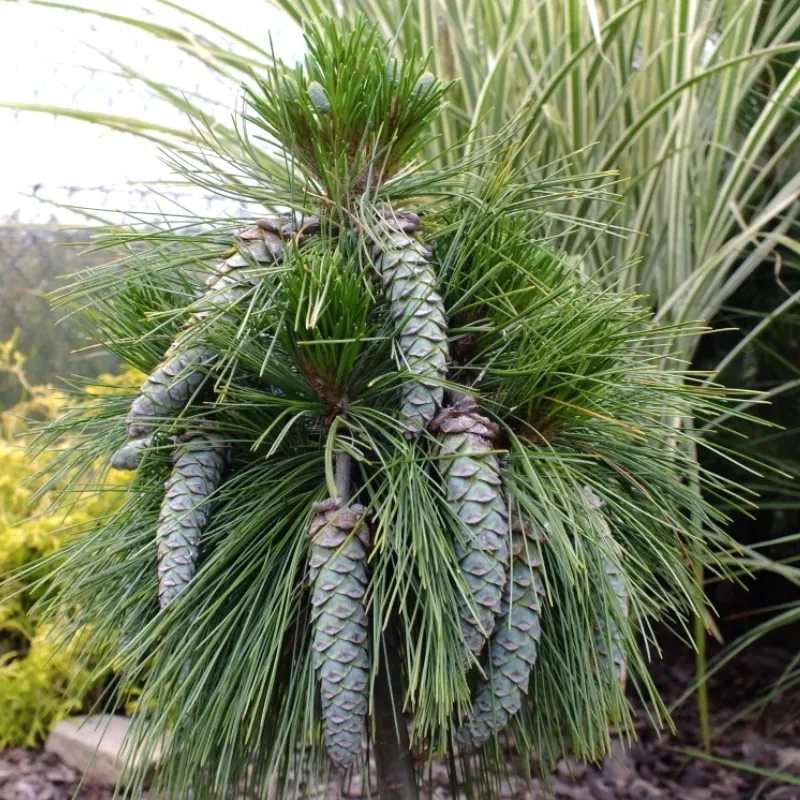 ВИТХОРСТ (сосна Шверина) 1 литр