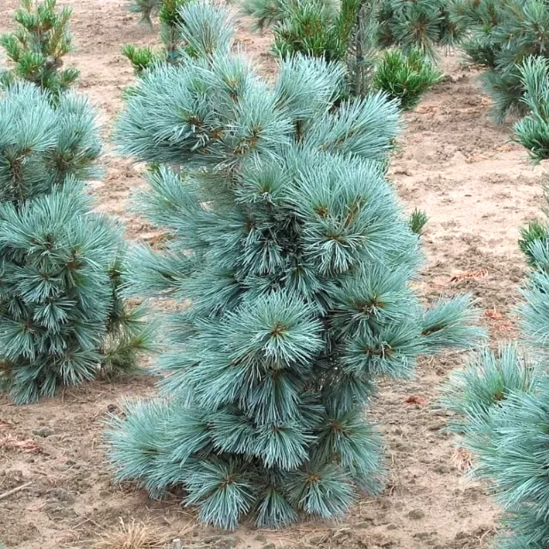 ЦЕСАРИНИ БЛЮ (сосна гибкая)1 литр