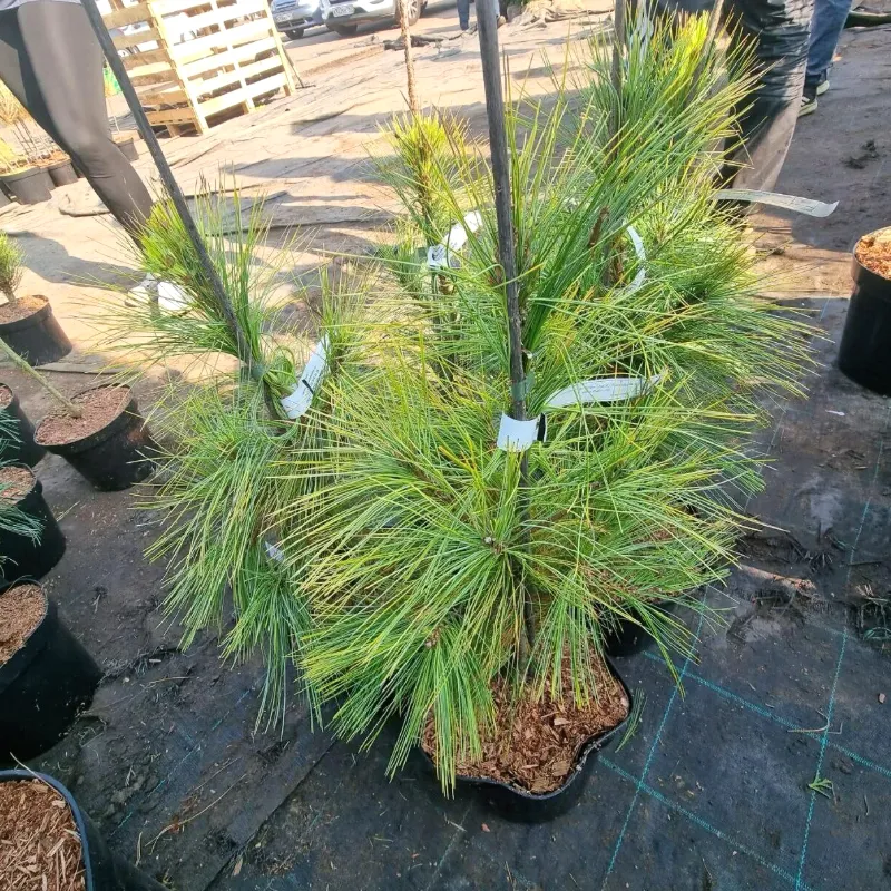 ПАЦИФИК САНРАЙЗ (сосна веймутова)1 литр