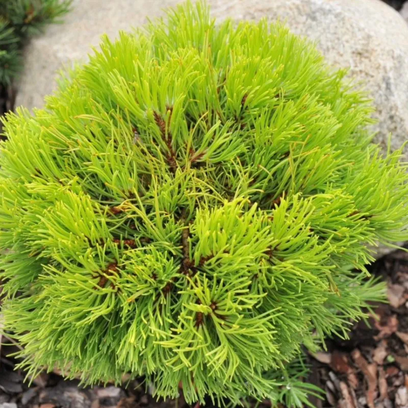 РЫСИ (сосна горная)1 литр