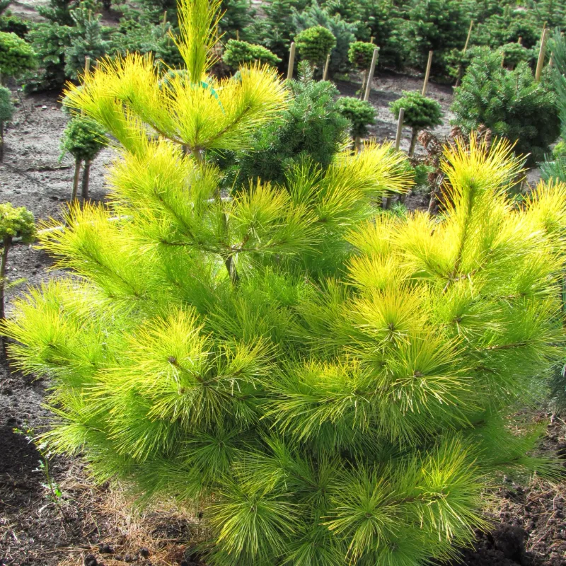 ЛУИ (сосна веймутова)1 литр