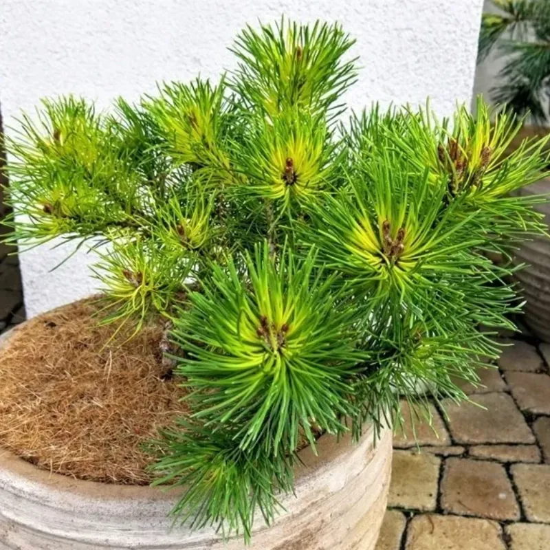 ТУКАН (сосна крючковатая)1 литр