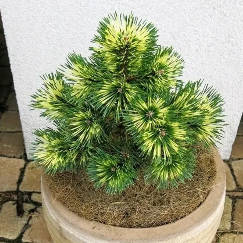 БИЛЛАБОНГ (сосна крючковатая)1 литр