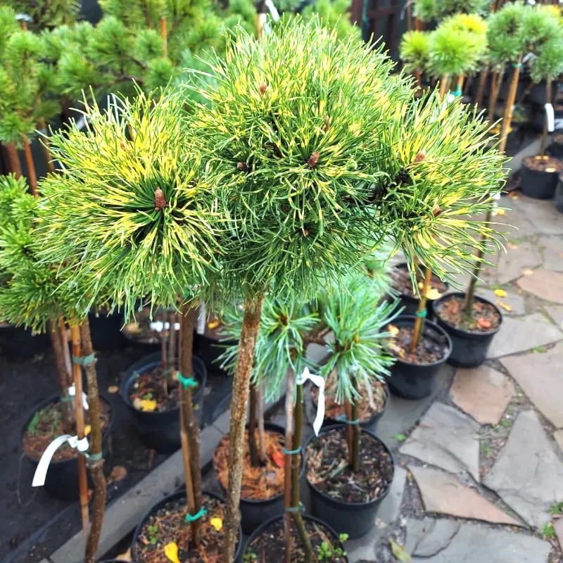 САНШАЙН (сосна горная)1 литр