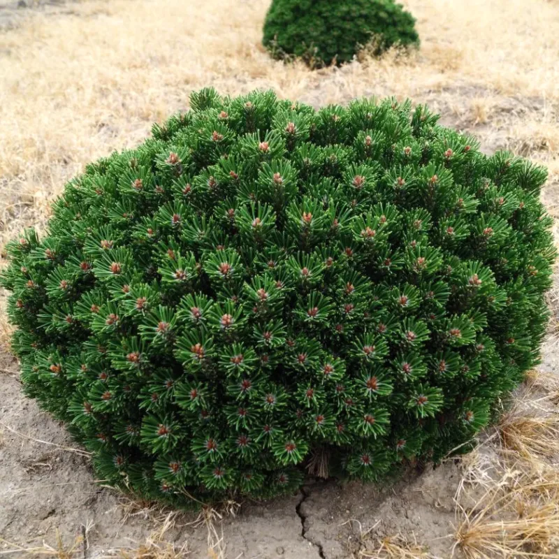 ШЕРВУД (сосна горная)1 литр