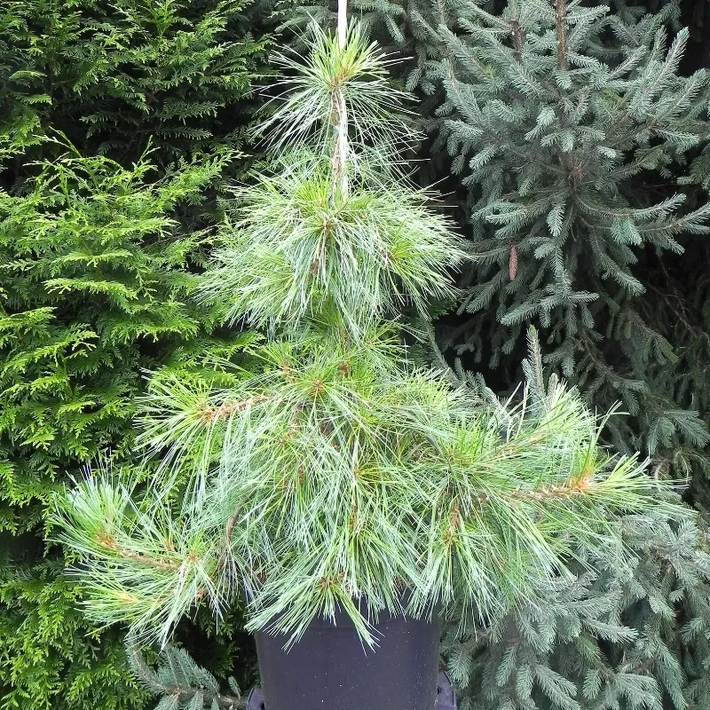 НИАГАРА ФОЛЛС (сосна веймутова)1 литр