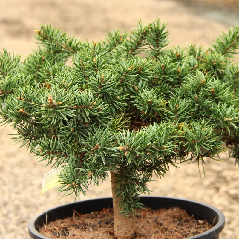 ШУДИК (сосна Банкса)1 литр