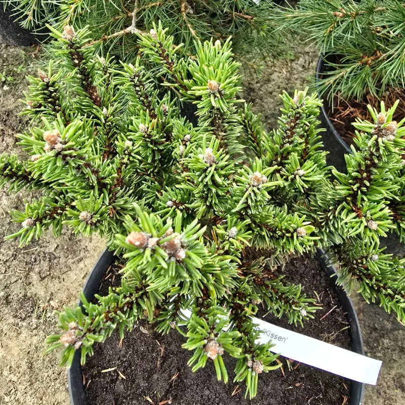 КИССЕН (сосна горная)1 литр