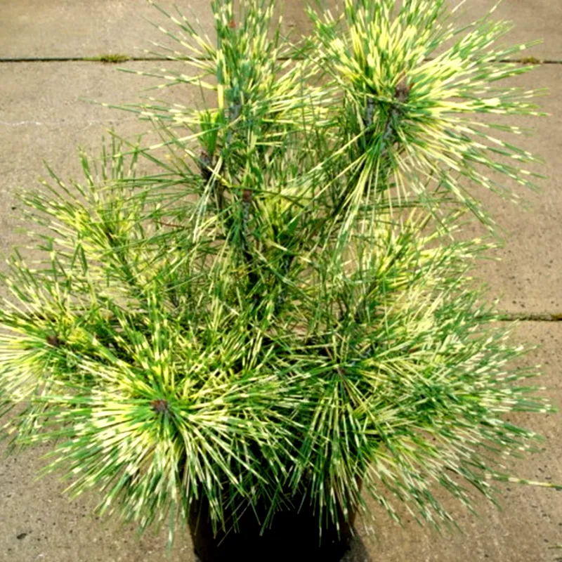 ОКУЛУС ДРАКОНИС (сосна)1 литр