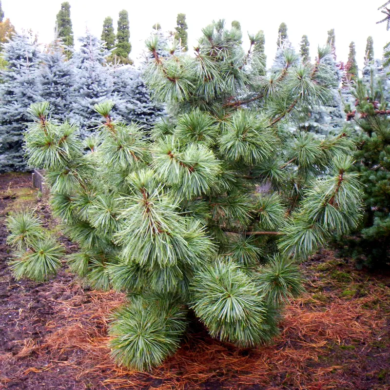 СИЛЬВЕРЕЙ (сосна корейская)1 литр