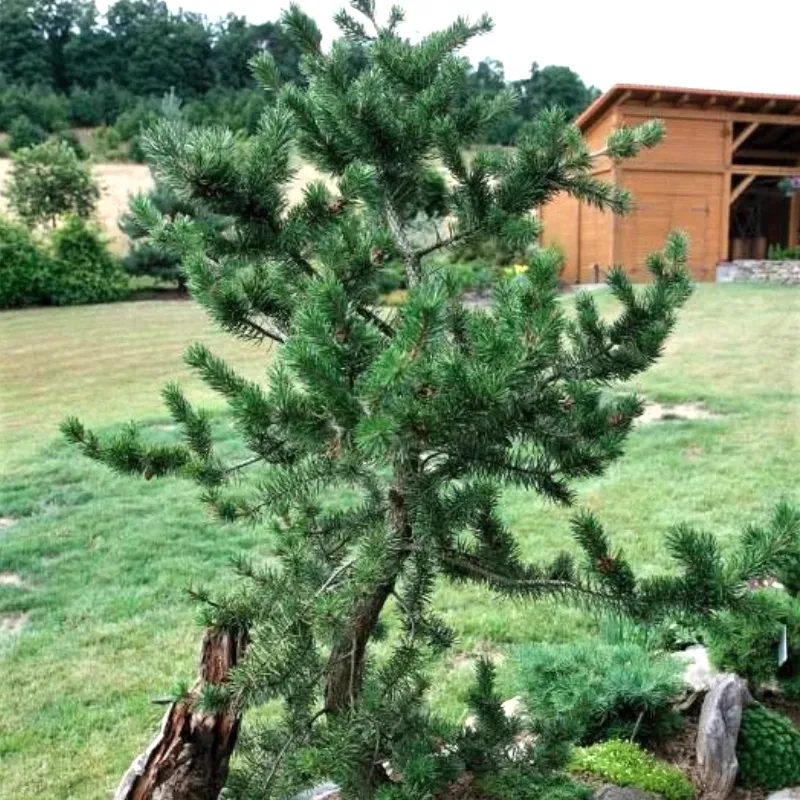 АРКТИС (сосна Банкса)1 литр