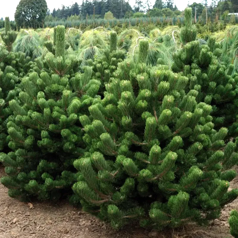 ОРЕГОН ГРИН (сосна черная)1 литр