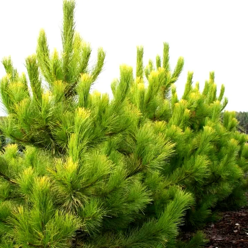 ГОЛДФИНГЕС (сосна черная)1 литр